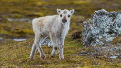 Prepare yourself for a look at a rare albino caribou calf photographed possibly for the first time Gold Coast Optometrists