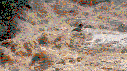 Tourists cling to each other in desperate struggle as raging flood sweeps them down waterfall Gold Coast Optometrists